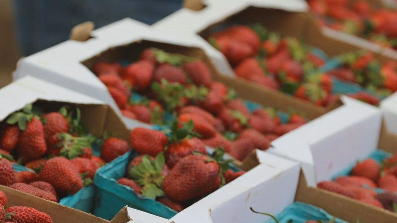 Portland's strawberry festival returns this year