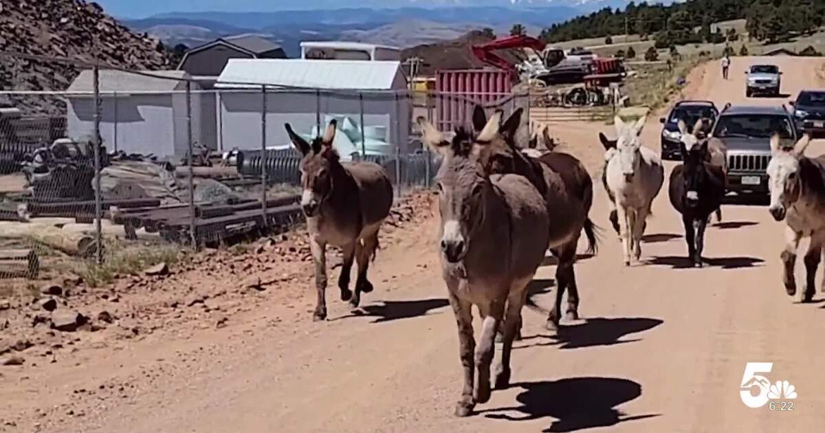 Donkeys in Cripple Creek released for 93rd year