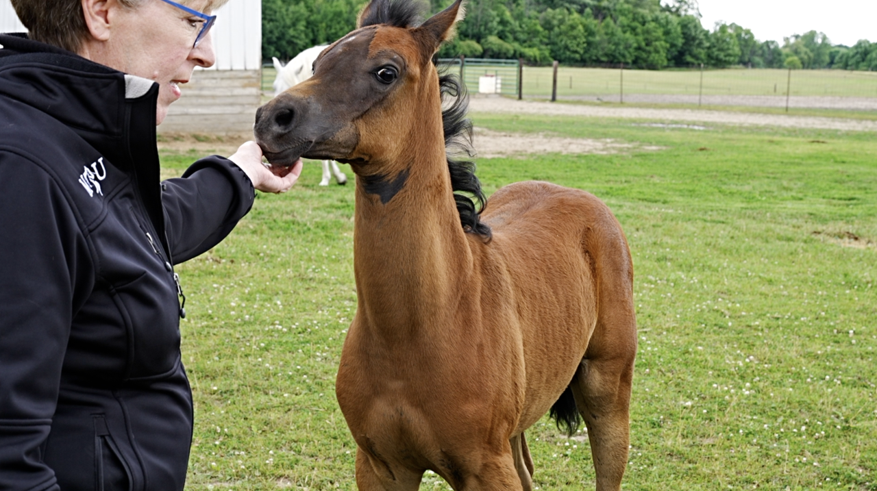 MSU Horse Teaching and Research Center