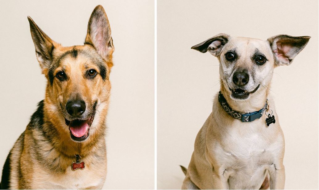 Local photographer donates proceeds of pet photo sessions to non-profit