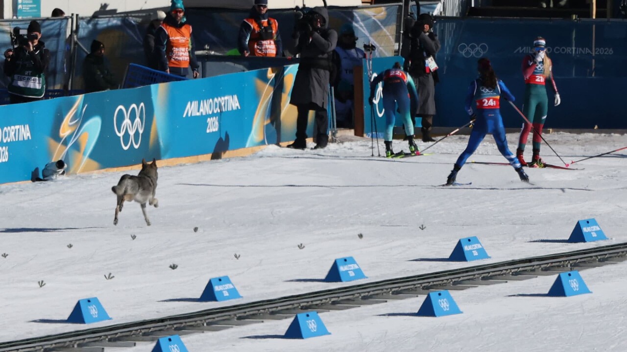 Dog puts in bid for cross-country gold medal at Milan Cortina Olympics