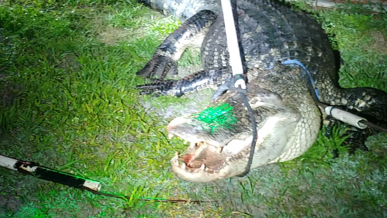 Charlotte Co Sheriffs Office gator2.png