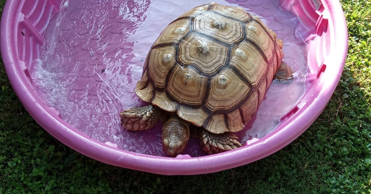 Escaped tortoise on the loose throughout Corpus Christi - Vimarsana News