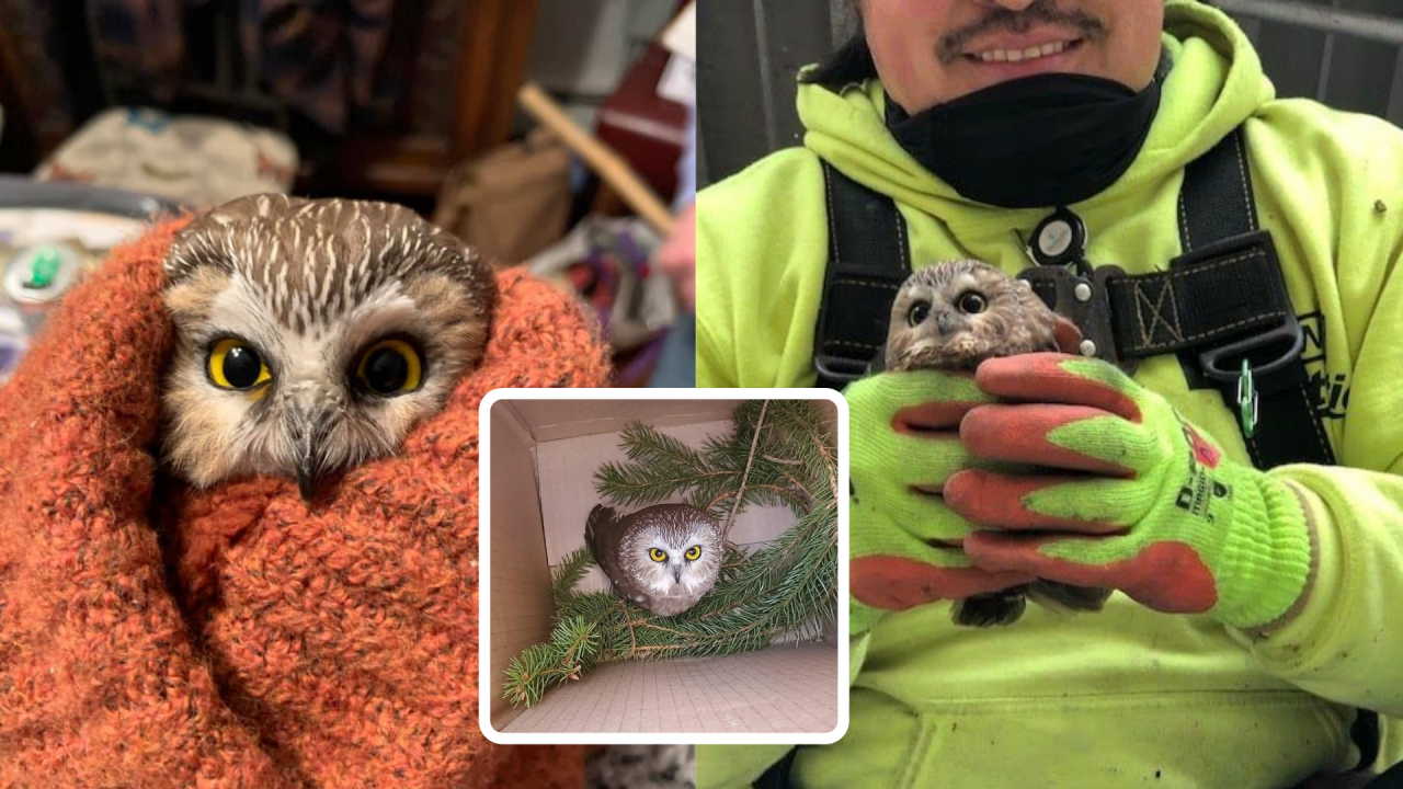 owl-3-box.png