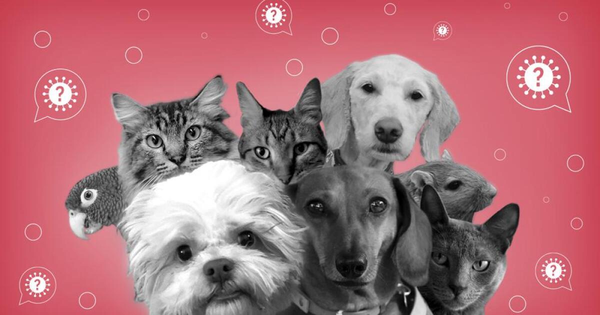 Can your pet get COVID19?