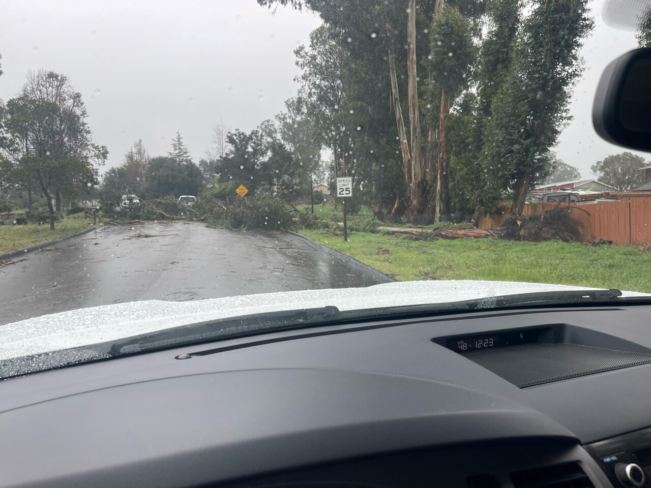 tree on eucalyptus road.jpg