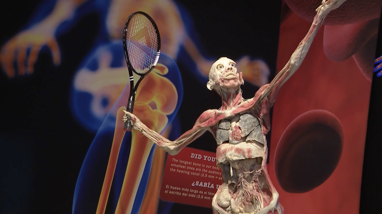 Bodies: The Science Within has arrived at Denver Pavilions