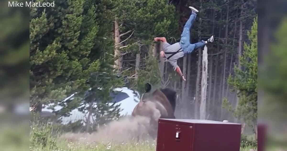 Man tossed by bison in Yellowstone recounts attack as experts warn of peak mating season dangers