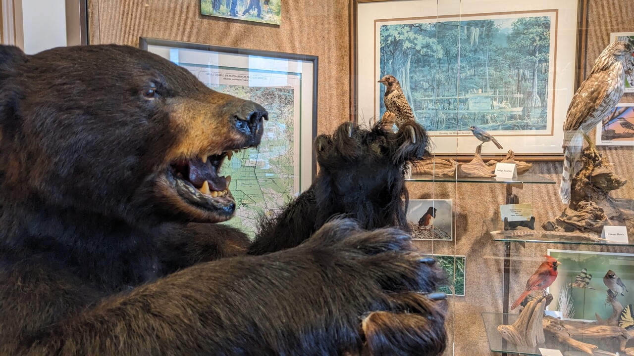 Suffolk Visitor Center bear