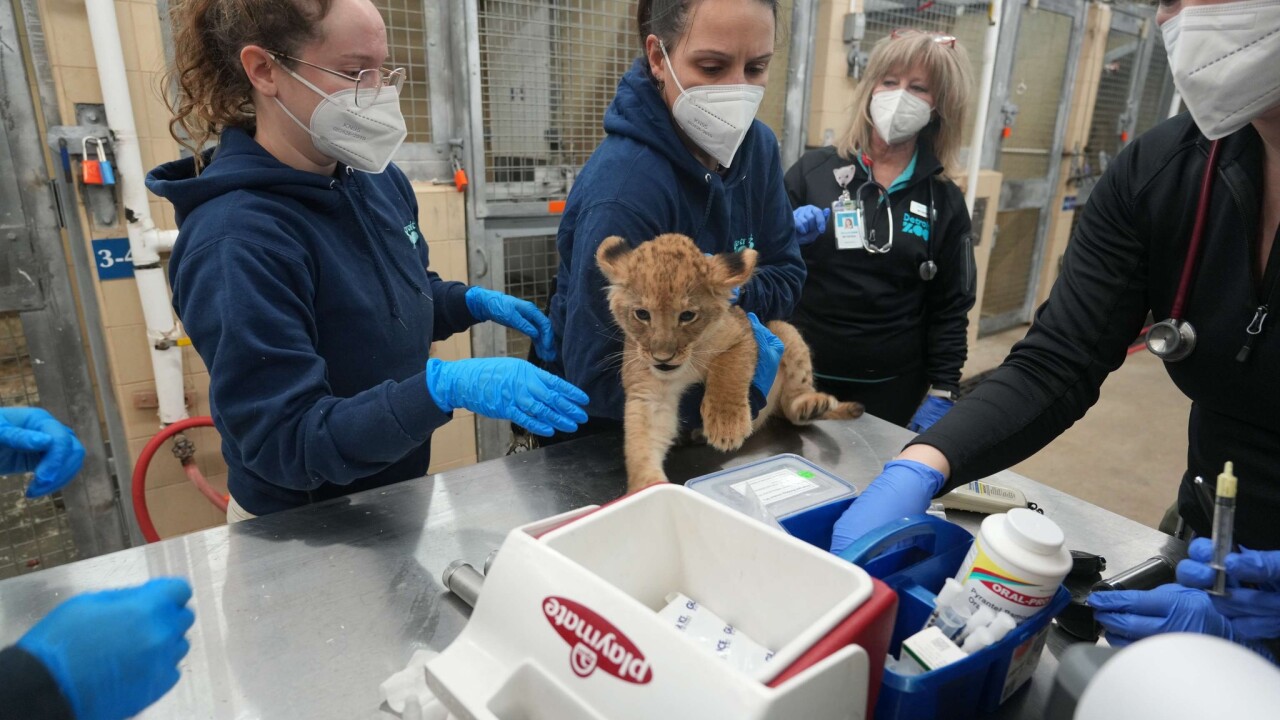 Lion Cub 2.jpg