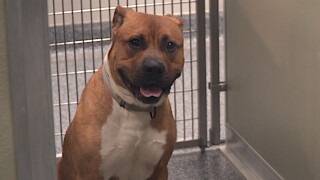 Wild Tunes Dog at Shelter