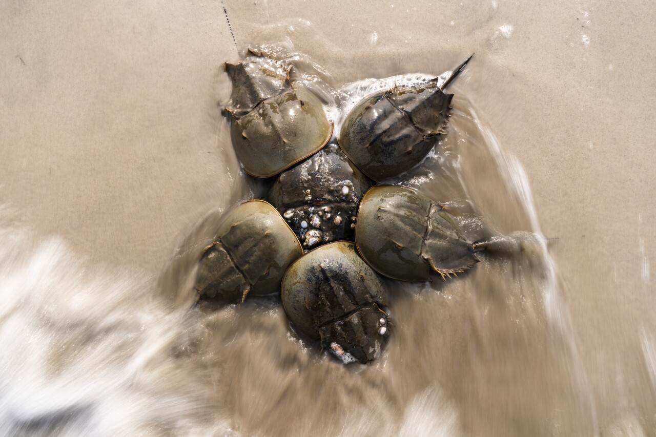 Horseshoe Crab Blood Harvest