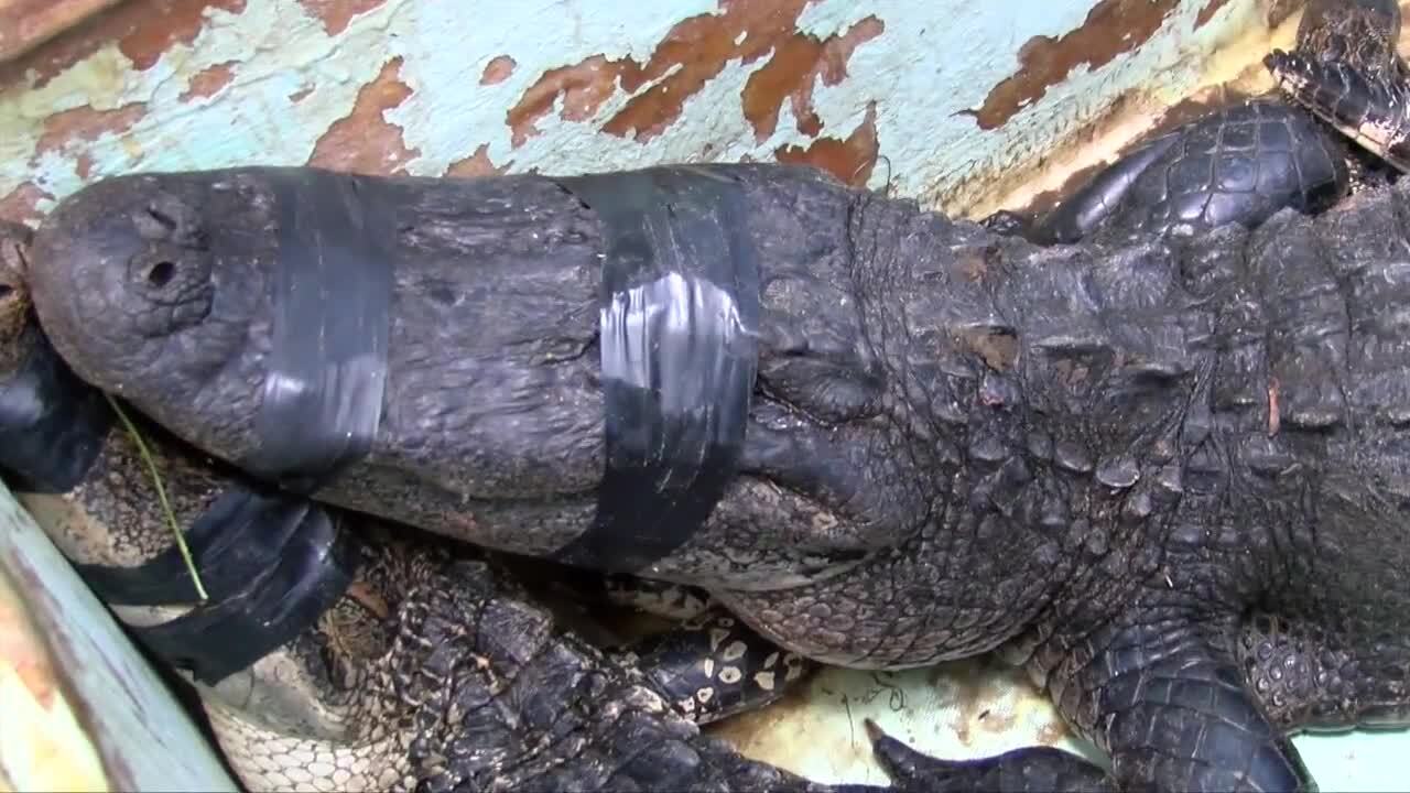 closeup of alligator that bit man at Halpatiokee Regional Park in Stuart
