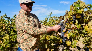 Wine Grape Glut