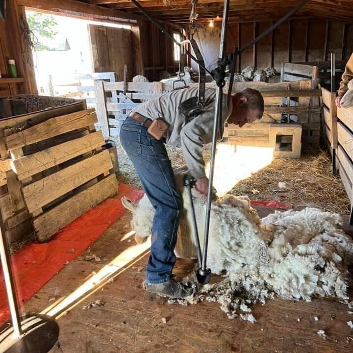 Olen Raisland shaving sheep