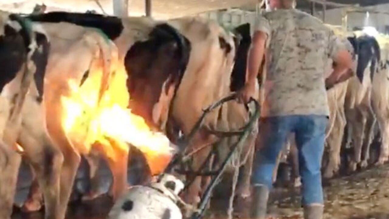 VIDEO: Blowtorches used on cows at dairy farm