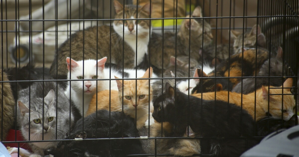 Cat that went missing in Maine in 2015 found in Florida