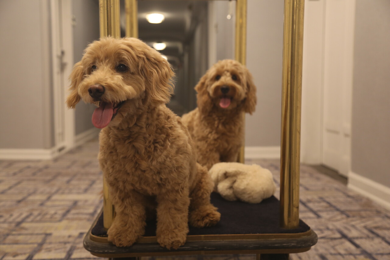 Millie and Sadie
