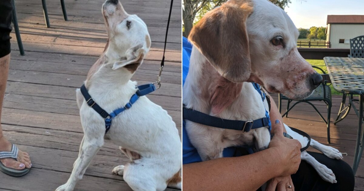 Family concocts story about dog's throat being cut to get free medical