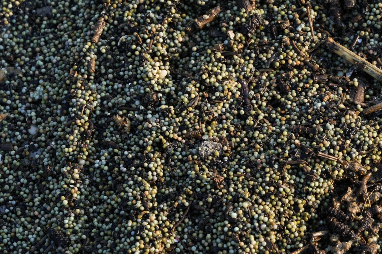 Horseshoe Crab Blood Harvest