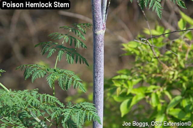 Poison Hemlock 13 - JB.jpg