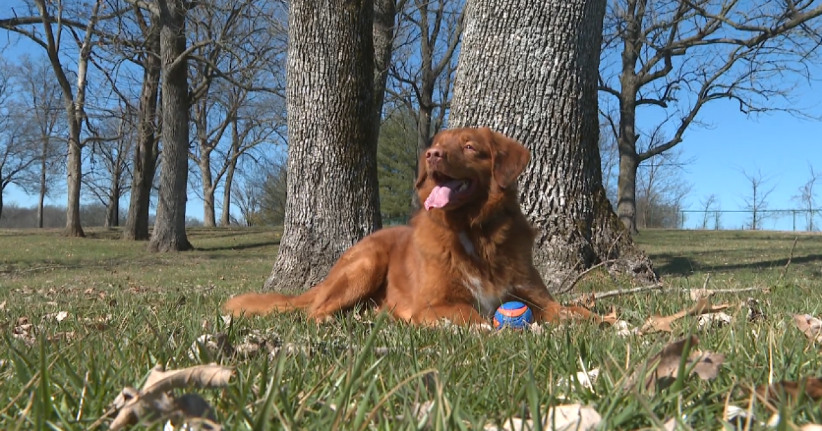 Gallatin dog and owner featured in Purina, Tractor Supply Super Bowl