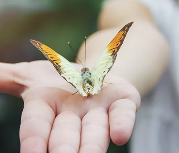 'Summer in Bloom' at the Forum Carlsbad