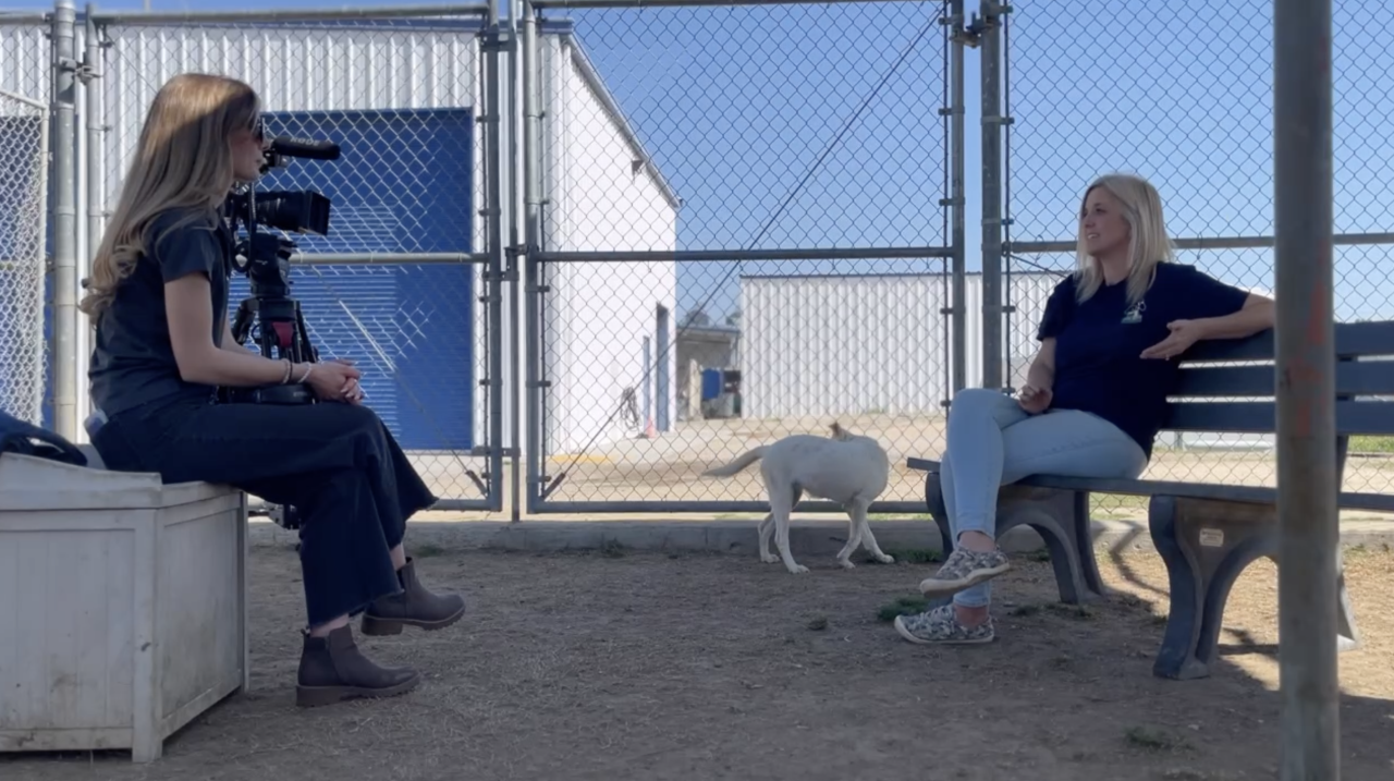 Neighborhood Reporter Grace Laverriere interviewing Denise Smith one of the volunteers helping save dogs at KCAS.