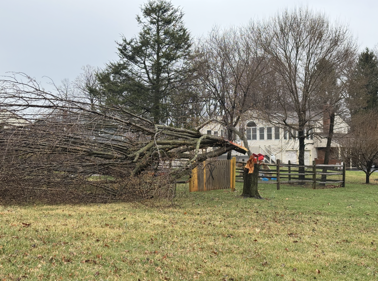 Snapped tree in Mt. Airy