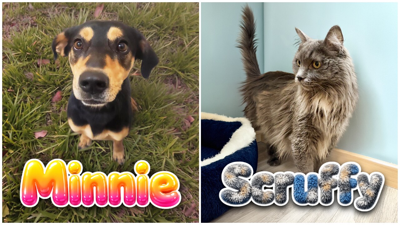 Adoptable Pets Of The Week: Minnie and Scruffy