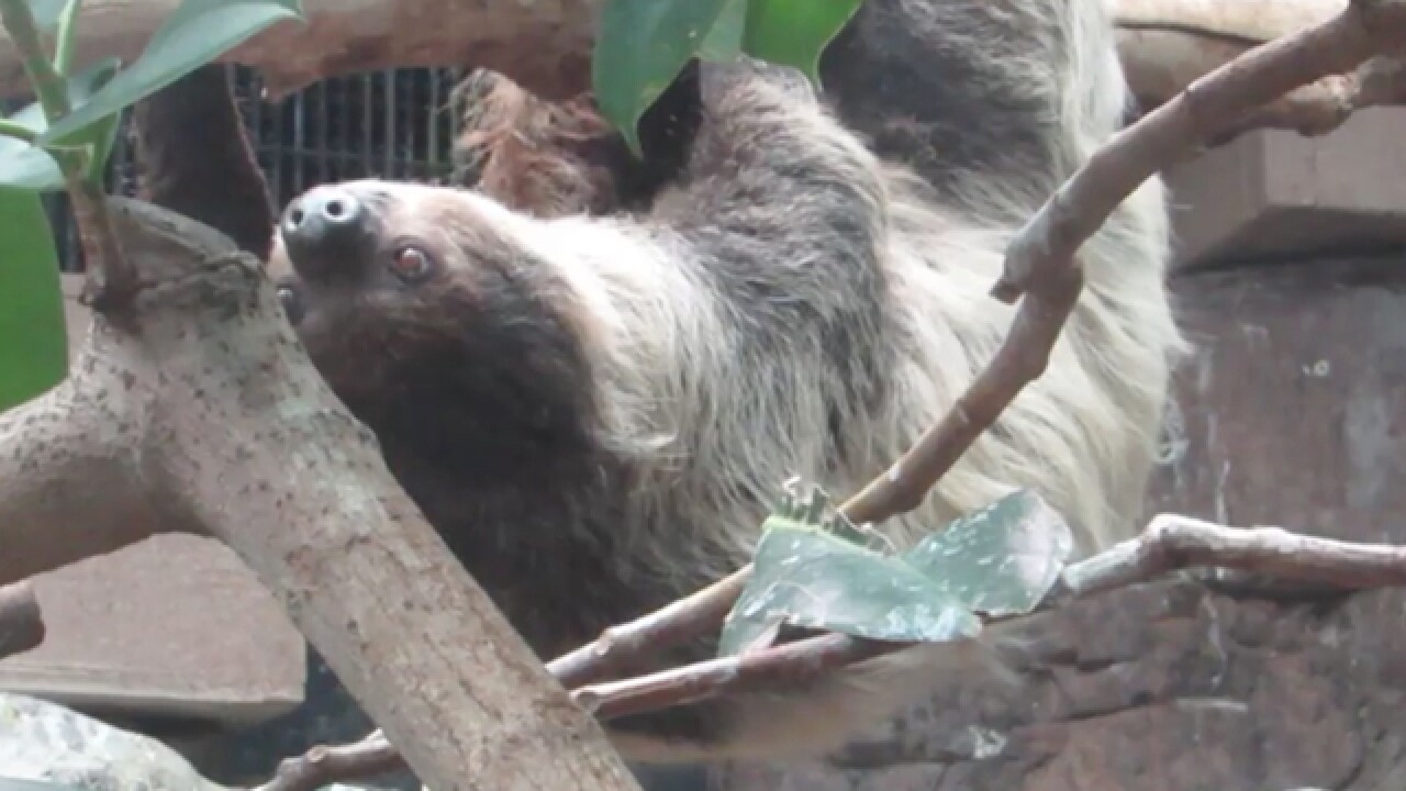 GALLERY: Denver Zoo announces sloth pregnancy