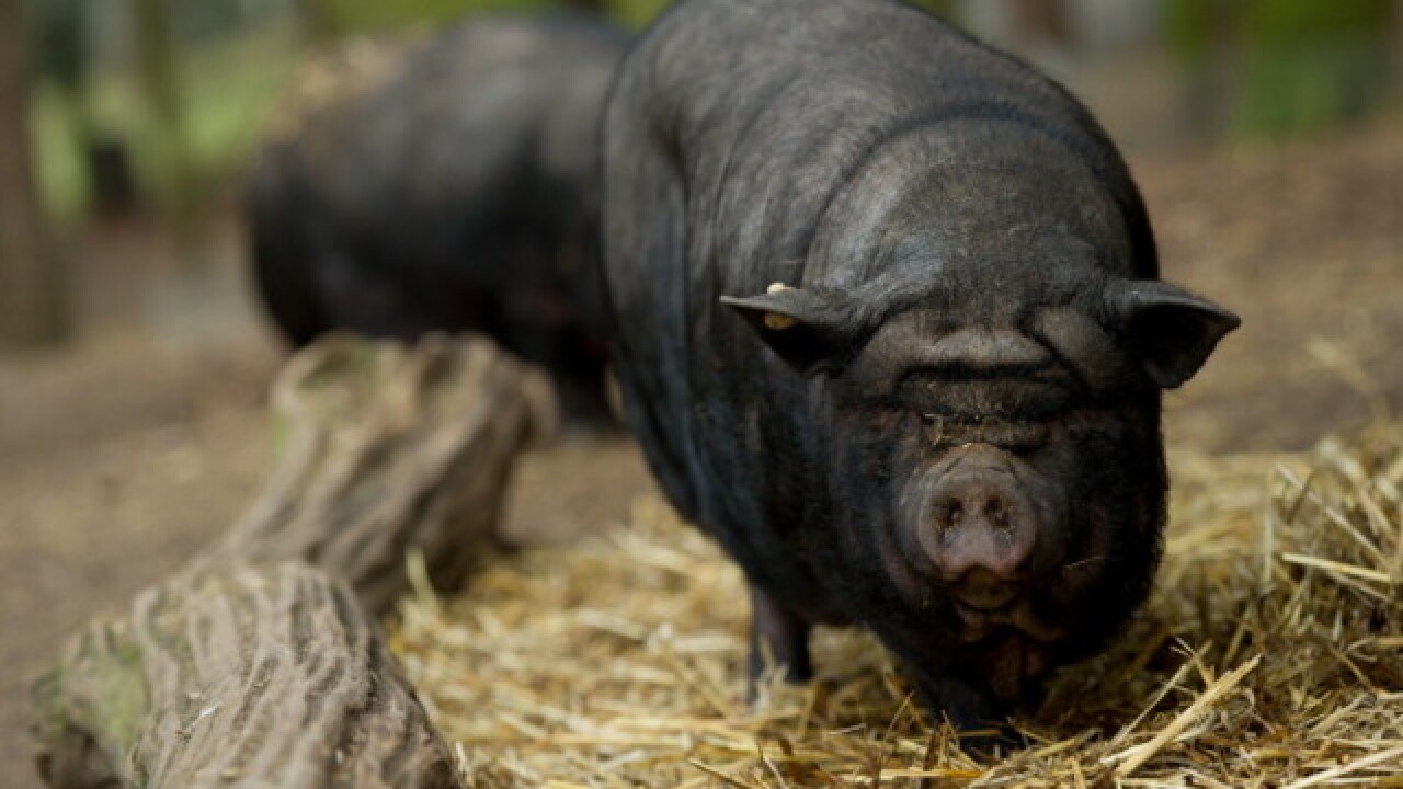 Judge orders Michigan family to remove 3 potbellied pigs