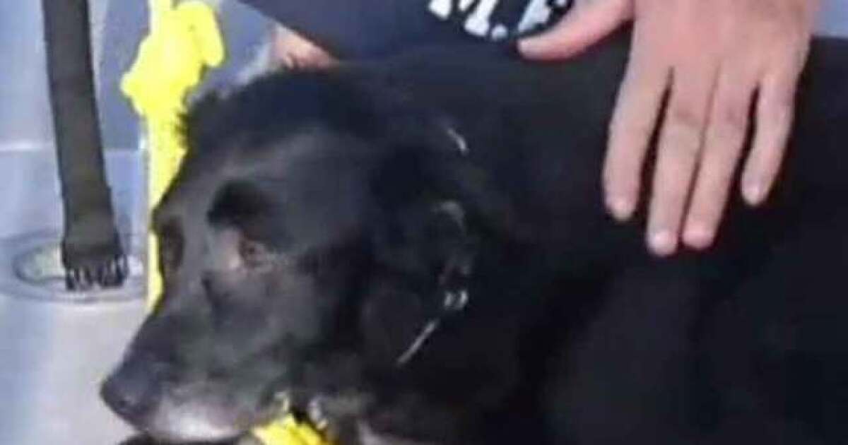 South Fla. dog rescued after swimming 9 miles