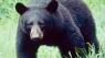 Hunter attacked by black bear in South Park