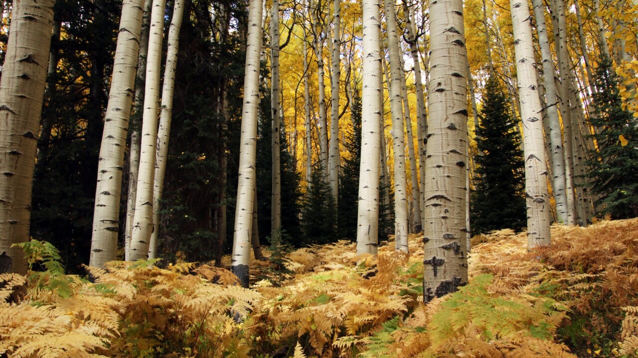 Ohio Pass Carol McCallister.jpg