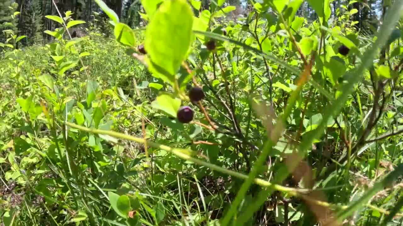 huckleberry bush