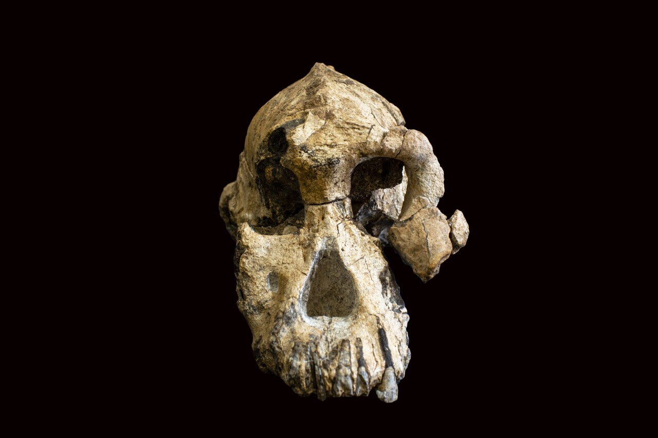 MRD Skull ClippedFront.jpg
