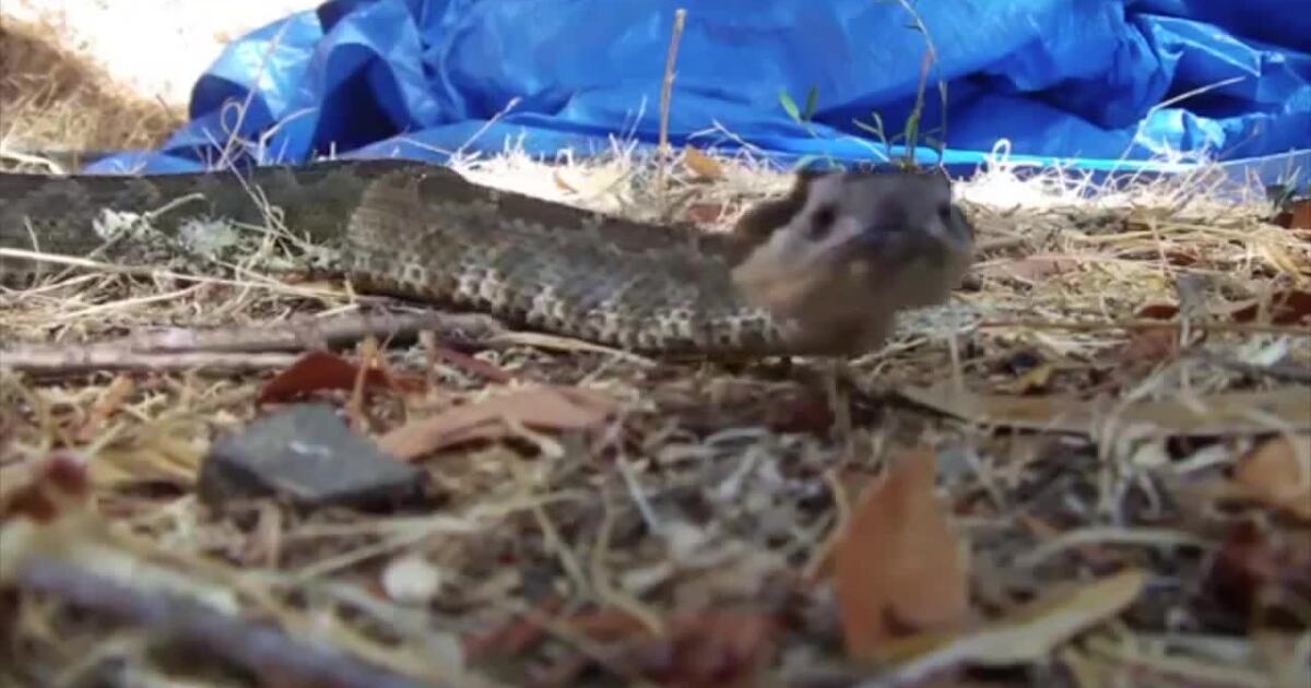 A Wilder View Rattlesnake warning signals