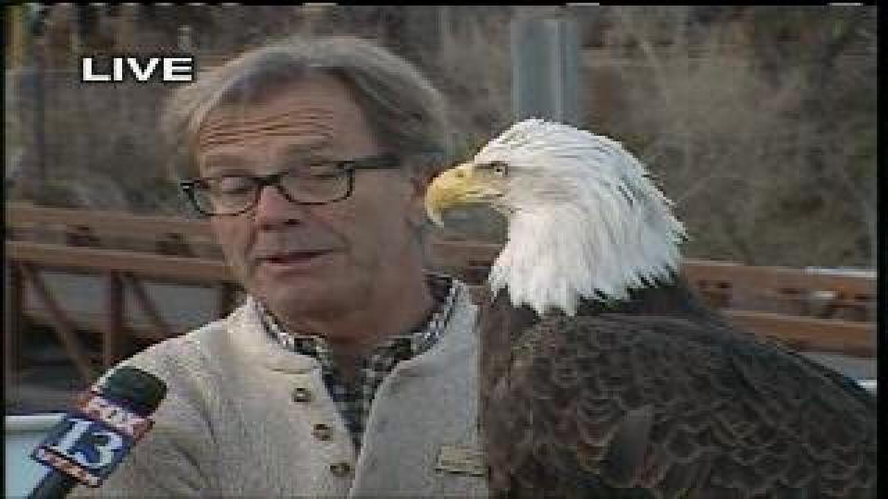 Bald eagle coming to new zoo exhibit