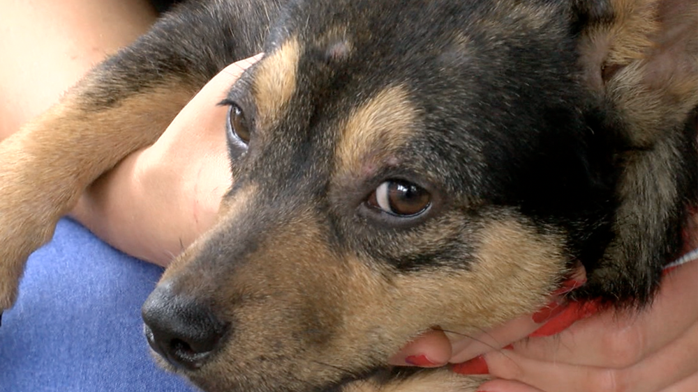 rescued-puppies2.png