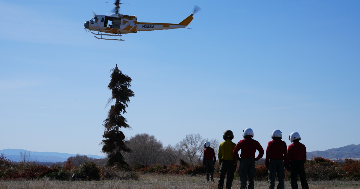 How the 'Pines For Perch' program benefits the Canyon Ferry ecosystem
