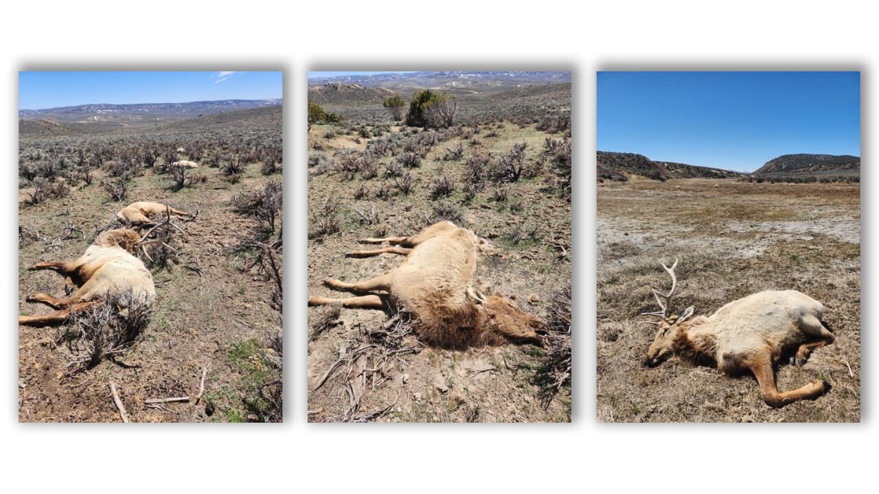 Deceased elk in NW Colorado.jpg
