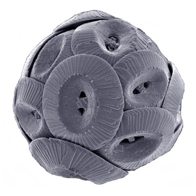 Coccolithophores use carbon to form calcium carbonate shells.