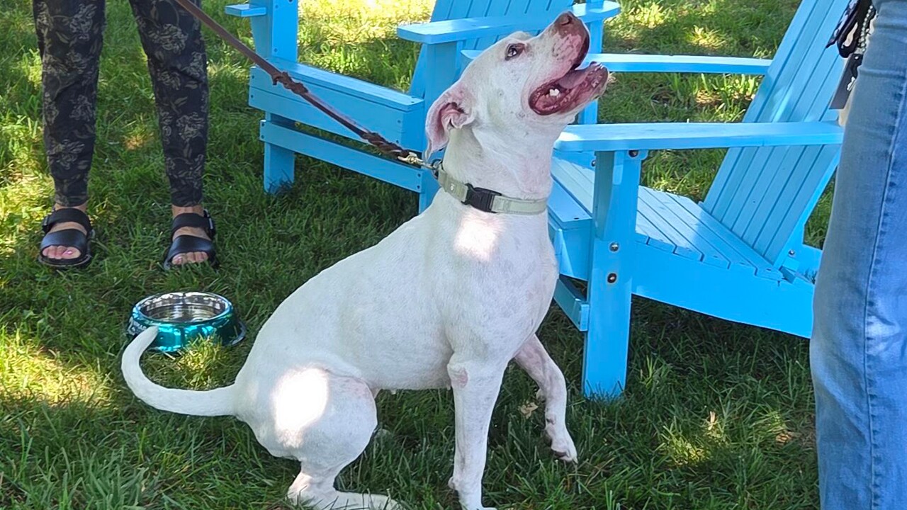 SNOW 2 ADOPT A HOMELESS ANIMAL