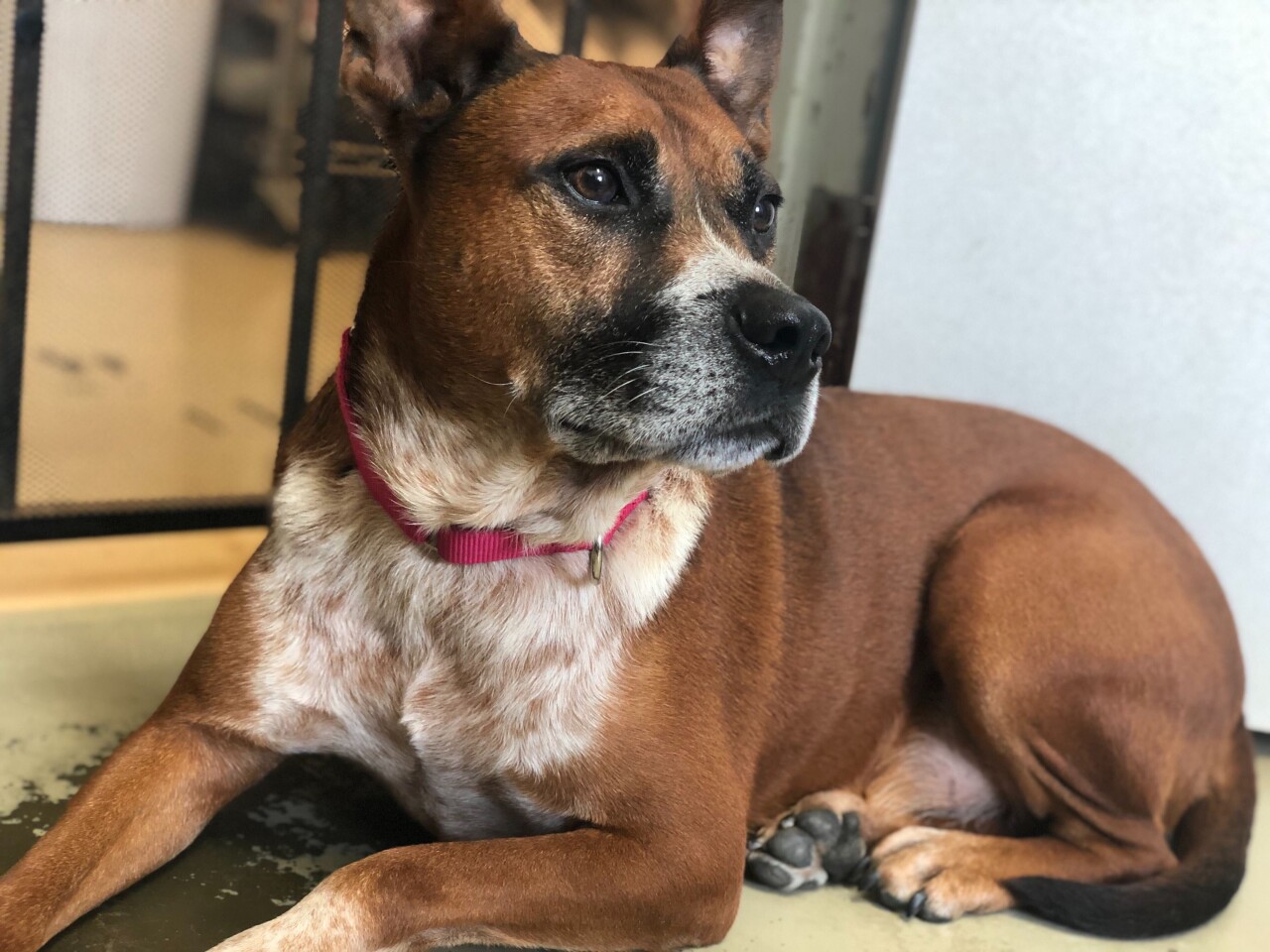 Pet of the Week: Antony