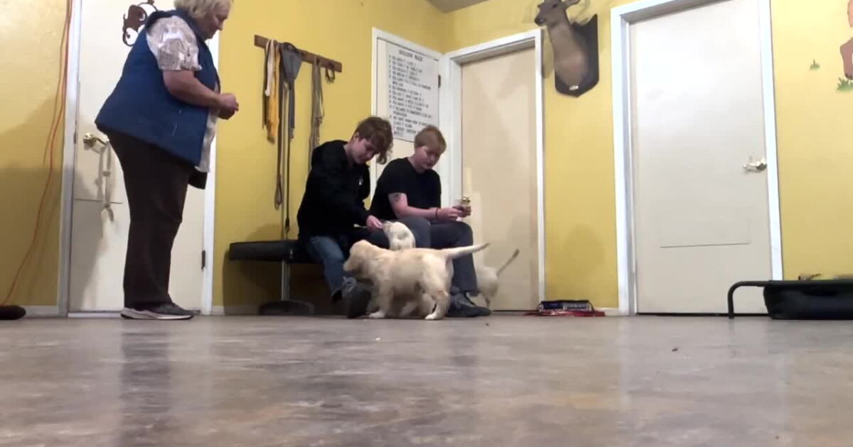 Hearing and service dog program starting up in Western Montana - Vimarsana News