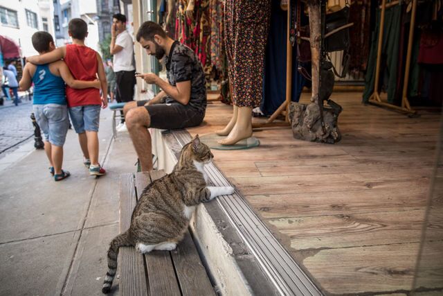 Photos: This place is known as 'The City of Cats'
