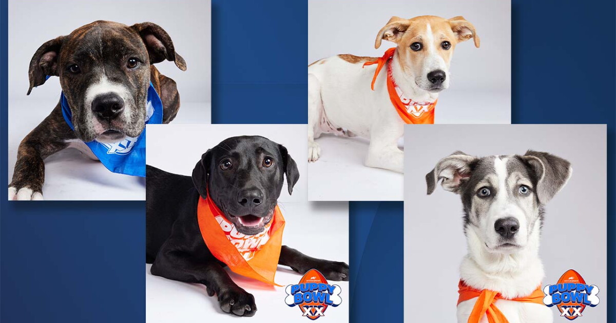 Dogs from two different WNY rescues to be featured in Animal Planet's Puppy Bowl - Vimarsana News