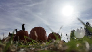 Romulus pumpkin farm's crop down 30% after a season-long Michigan drought