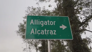 Alligator Alcatraz